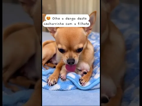 Olha o dengo do pequeno caramelo #dog #petsfofinhos #pets