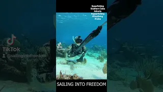 Spearfishing Southern Cuba. A blast from the past. #spearfishing #freedinging #cuba #shorts
