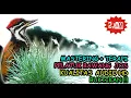 Download Lagu Pelatuk Bawang Gacor Speed Rapat Durasi Panjang - Masteran Pelatuk Bawang Jernih Jeda Terapi Air