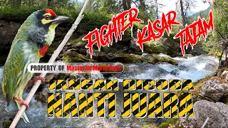 masteran fighter termbakan kasar tajam jadi perhatian juri masteranmuraibatu masterankasaran