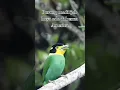 mandi ijab, haya ada di benua amerika #burung #youtubeshorts #shortvideo