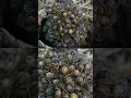 Wolf Spider Mothers Carry Their Eggs