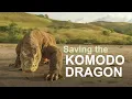 Saving the world s largest lizard Chester Zoo Komodo dragon conservation