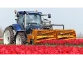 Download Lagu Het verhaal van de tulpen | Van planten tot oogsten | Een jaar bij Maliepaard Bloembollen