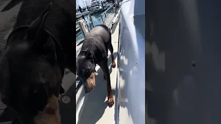 #fypシ #Fyp #Dream #doberman #pets