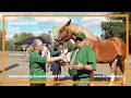 Download Lagu Vlaams Paard op Levend Erfgoed Expo met Veerle Sterckx - onversneden interviews in Puyenbroeck