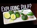 Download Lagu AUSTRALIAN ROUND LIME : A Strange Citrus with Pulp That Pops! - Weird Fruit Explorer