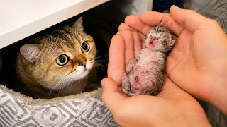 Mama Cat Chose the Worst Place to Give Birth… Then This Happened