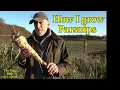 its easy to Grow huge Parsnips