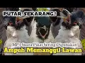 Download Lagu MP3,‼️ SUARA PIKAT BURUNG KUTILANG MEMANGGIL LAWAN. PALING AMPUH..