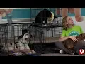 OKC Animal Rescue In Need Of Fosters