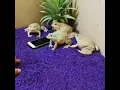Don't Touch the Frogs Phone!!!