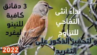 تغريد أنثى التفاحي للتزاوج و تحفيز الذكور 