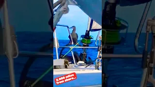 Mister Boo – Booby Bird We Met 2,000 Miles from Shore