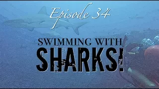 SHARKS in the Tuamotus! [Sailing Zatara Ep 34]