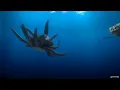 shark attack on mutant crab