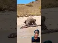 Download Lagu reaksi komodo makan belut listrik #wildlife #komodo #crocodile #animals #nature