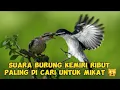 Download Lagu SUARA PIKAT BURUNG KAPASAN KEMIRI#KAPASAN#KAPASANKEMIRI