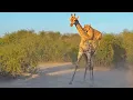 Download Lagu Lion Rides Giraffe to Bring it Down