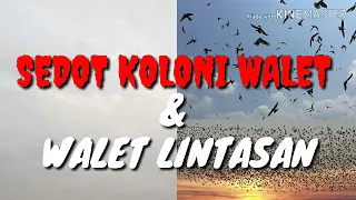 pakai suara walet lintasan dan koloni ini super dahsyat tarikannya 