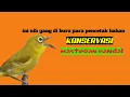 Download Lagu masteran burung pleci nembak bervariasi mudah masuk