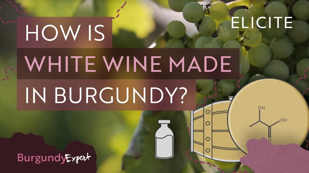 White Winemaking In Burgundy Explained