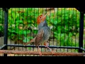 Download Lagu Terbukti ampuh. suara pikat prenjak kepala merah/suara pikat prenjak tamu.
