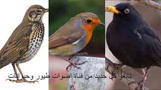 صوت ابو الحناء والشحرور والسمنة 