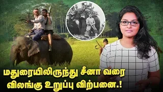 Download சிலை செய்ய யானை தந்தம்தான் வேண்டுமா  | Wild Animal Hunt MP3