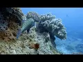 Download Lagu Sweetlips of Sipadan
