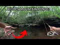 Brook Trout In BIG PA Mountain Pools