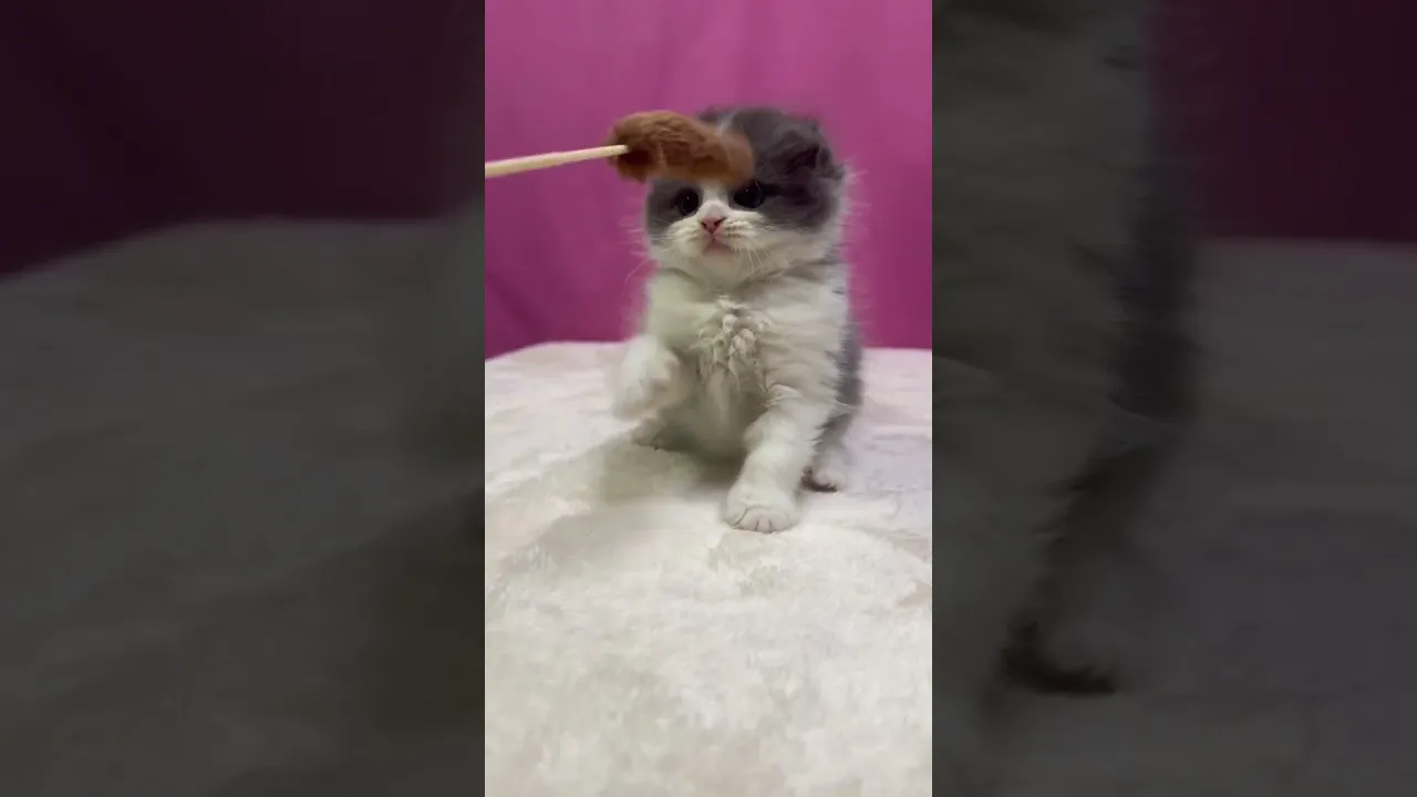 動画