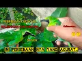 Download Lagu PERBEDAAN CUCAK IJO KALIMANTAN DAN SUMATRA PALING AKURAT..!!🐦🐦🤔🤔2024
