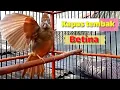 Download Lagu Suara kapas tembak betina gacor,Ampuh pancing bunyi kapas tembak bahan nyaut bunyi