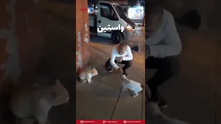 دعوای خیابانی گربه ها فقط راه رفتنش گربه دعوا خنده طنز خنده دار شادی شاد پیشی ایرانی 