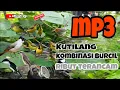 Download Lagu Suara Pikat Burung Kutilang Terancam Kombinasi Burcil Kejepit Paling Ampuh