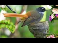 Download Lagu MASTERAN GACOR \u0026 PIKAT SIKATAN KIPAS | MURAI KENCAK | SUARA PANCINGAN KIPASAN | KICAU SUARA BURUNG 1