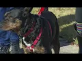 Download Lagu Reddingsgroep 'Duck Team Six' rijdt 900 mijl om ongewenste hond te redden