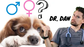 Can a dog be a Hermaphrodite