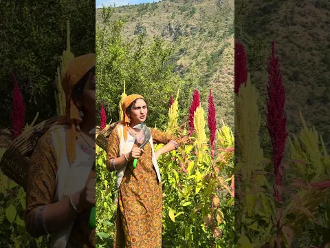 पहाड़ी बिथू 🌸🌿