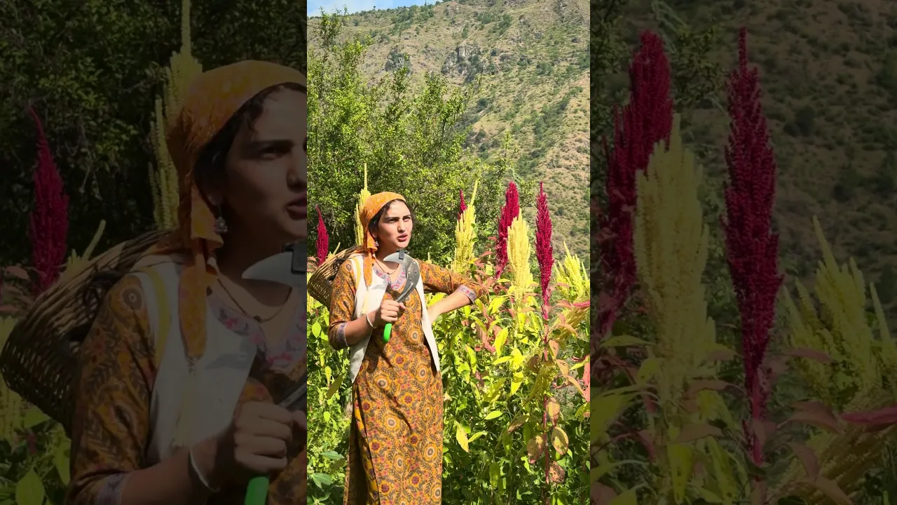 पहाड़ी बिथू 🌸🌿