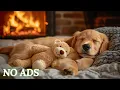 Download Lagu Calming Music for Dogs 🐶 Separation Anxiety Relief Music 🐶🎵 Relaxing Music for Dog Sleep