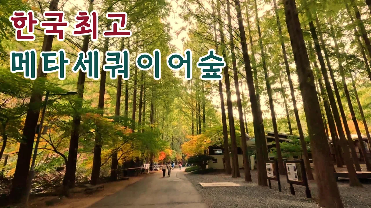 늦가을🍁이 더 좋은 한국 최고👍의 메타세쿼이어🌲 숲길 썸네일