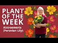 Alstroemeria Peruvian lily
