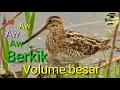 Download Lagu Suara pikat burung sawah Berkik/punguk Aw Aw Aw Volume besar