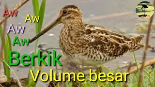 Download Suara pikat burung sawah Berkik/punguk Aw Aw Aw Volume besar MP3