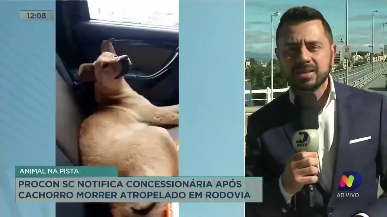 Procon SC notifica concessionária após cachorro morrer atropelado em rodovia