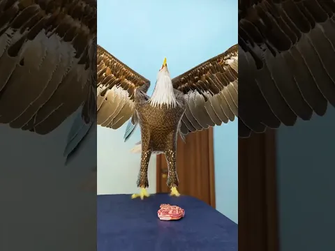 How a 3D-Printed Beak Saved This Eagle's Life#fact