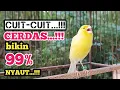 Download Lagu Kenari gacor asoy CUIT NGEROL TAJAM, TERAPI AMPUH Kenari MACET, Pancingan Kenari Paud Belajar Bunyi