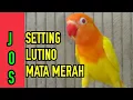 Download Lagu Setting lutino mata merah lovebird ngekek panjang